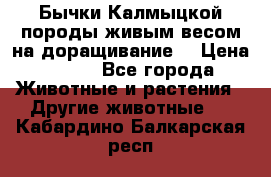 Бычки Калмыцкой породы живым весом на доращивание. › Цена ­ 135 - Все города Животные и растения » Другие животные   . Кабардино-Балкарская респ.